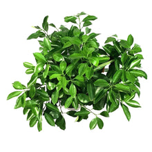 Load image into Gallery viewer, Orange, 3 Gal, Calamondin