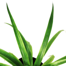Load image into Gallery viewer, Pineapple, 5in, Mini Me