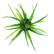 Load image into Gallery viewer, Pineapple, 5in, Mini Me