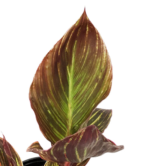 Canna, 1 Gal, Durban