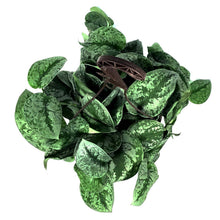 Load image into Gallery viewer, Scindapsus, 8in HB, Exotica