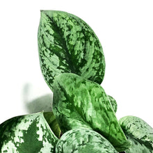Load image into Gallery viewer, Scindapsus, 8in HB, Exotica