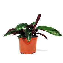 Load image into Gallery viewer, Stromanthe, 6in, Sanguinea