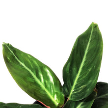 Load image into Gallery viewer, Stromanthe, 6in, Sanguinea