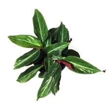 Load image into Gallery viewer, Stromanthe, 6in, Sanguinea