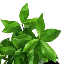 Load image into Gallery viewer, Lemon, 1 Gal, Eureka