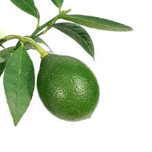 Load image into Gallery viewer, Lemon, 3 Gal, Meyer