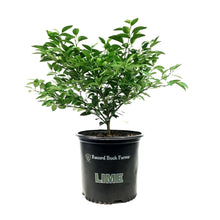 Load image into Gallery viewer, Lime, 3 Gal, Key