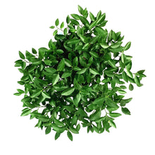Load image into Gallery viewer, Lime, 3 Gal, Key