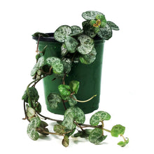 Load image into Gallery viewer, String of Hearts Silver Glory, 3.5in