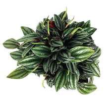 Load image into Gallery viewer, Peperomia, 4in, Rosso