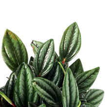 Load image into Gallery viewer, Peperomia, 4in, Rosso