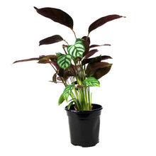 Load image into Gallery viewer, Ctenanthe, 4in, Exotica