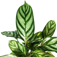 Load image into Gallery viewer, Ctenanthe, 4in, Exotica