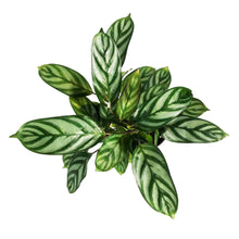 Load image into Gallery viewer, Ctenanthe, 4in, Exotica