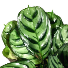 Load image into Gallery viewer, Ctenanthe, 4in, Burle Marx