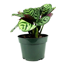Load image into Gallery viewer, Ctenanthe, 4in, Burle Marx