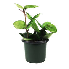 Load image into Gallery viewer, Hoya, 4in, Carnosa Chelsea