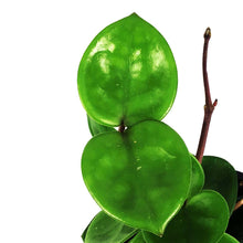Load image into Gallery viewer, Hoya, 4in, Carnosa Chelsea