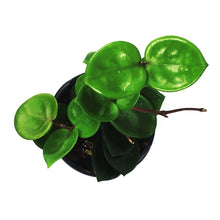 Load image into Gallery viewer, Hoya, 4in, Carnosa Chelsea