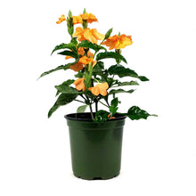 Load image into Gallery viewer, Crossandra, 4in, Firecracker Flower