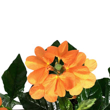 Load image into Gallery viewer, Crossandra, 4in, Firecracker Flower