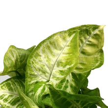 Load image into Gallery viewer, Syngonium, 6in, Gold Allusion