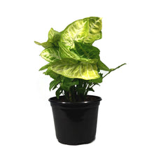 Load image into Gallery viewer, Syngonium, 6in, Gold Allusion