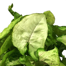 Load image into Gallery viewer, Syngonium, 6in, Cream Allusion