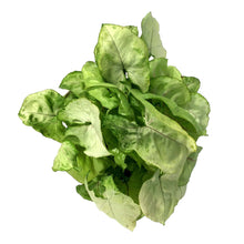 Load image into Gallery viewer, Syngonium, 6in, Cream Allusion