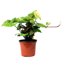 Load image into Gallery viewer, Syngonium, 6in, Candy