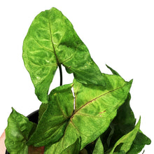 Load image into Gallery viewer, Syngonium, 6in, Candy