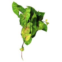 Load image into Gallery viewer, Syngonium, 6in, Candy