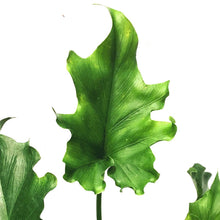 Load image into Gallery viewer, Philodendron, 6in, Lickety Split