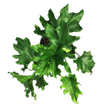 Load image into Gallery viewer, Philodendron, 6in, Lickety Split