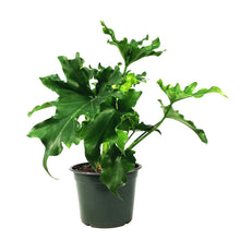 Load image into Gallery viewer, Philodendron, 6in, Lickety Split