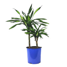 Load image into Gallery viewer, Dracaena, 8in, Rikki