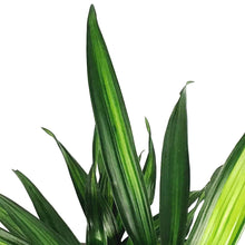 Load image into Gallery viewer, Dracaena, 8in, Rikki