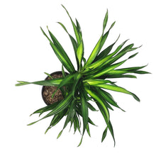 Load image into Gallery viewer, Dracaena, 8in, Rikki