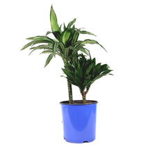 Load image into Gallery viewer, Dracaena, 8in, White Bird