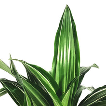 Load image into Gallery viewer, Dracaena, 8in, White Bird