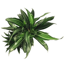 Load image into Gallery viewer, Dracaena, 8in, White Bird