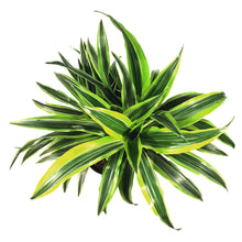 Load image into Gallery viewer, Dracaena, 8in, Lemon Lime