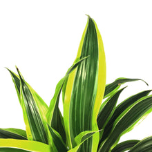 Load image into Gallery viewer, Dracaena, 8in, Lemon Lime