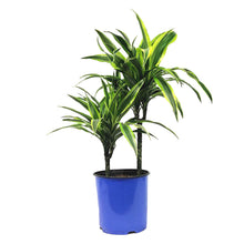 Load image into Gallery viewer, Dracaena, 8in, Lemon Lime