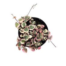 Load image into Gallery viewer, String of Hearts Variegated, 9cm, Ceropegia woodii