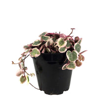 Load image into Gallery viewer, String of Hearts Variegated, 9cm, Ceropegia woodii