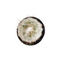 Load image into Gallery viewer, Cactus, 9cm, Old Man of the Mountain