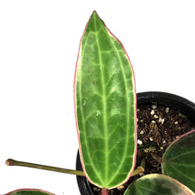 Load image into Gallery viewer, Hoya, 4in, Latifolia Outer Variegated