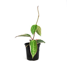 Load image into Gallery viewer, Hoya, 4in, Latifolia Outer Variegated